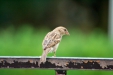 Thumbnail img_1795.jpg 