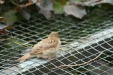 Thumbnail img_1801.jpg 