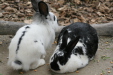 Thumbnail img_3815.jpg 