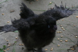 Thumbnail img_3819.jpg 