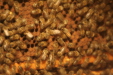 Thumbnail img_3826.jpg 