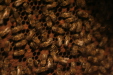 Thumbnail img_3827.jpg 