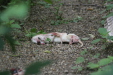 Thumbnail img_3831.jpg 