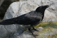Thumbnail img_3850.jpg 