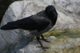 Thumbnail img_3852.jpg 