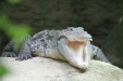 Thumbnail img_3975.jpg 