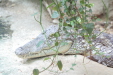 Thumbnail img_3978.jpg 
