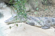 Thumbnail img_3979.jpg 