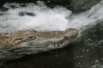 Thumbnail img_3981.jpg 