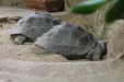 Thumbnail img_3983.jpg 