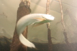 Thumbnail img_3989.jpg 
