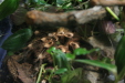 Thumbnail img_4005.jpg 