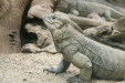 Thumbnail img_4010.jpg 