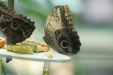 Thumbnail img_4015.jpg 