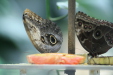 Thumbnail img_4017.jpg 