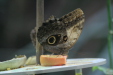 Thumbnail img_4018.jpg 