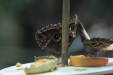 Thumbnail img_4020.jpg 