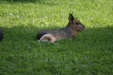 Thumbnail img_4021.jpg 