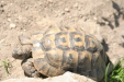 Thumbnail img_4026.jpg 