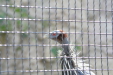Thumbnail img_4029.jpg 