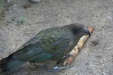 Thumbnail img_4031.jpg 