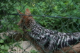 Thumbnail img_4044.jpg 