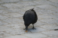 Thumbnail img_4060.jpg 