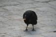 Thumbnail img_4061.jpg 