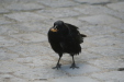Thumbnail img_4062.jpg 