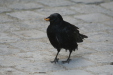 Thumbnail img_4063.jpg 