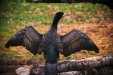 Thumbnail img_0172.jpg 
