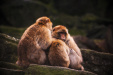 Thumbnail img_0175.jpg 