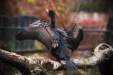 Thumbnail img_0176.jpg 