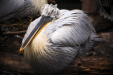 Thumbnail img_0177.jpg 