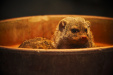 Thumbnail img_0179.jpg 