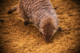 Thumbnail img_0195.jpg 
