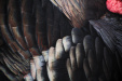 Thumbnail img_0198.jpg 