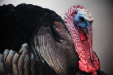 Thumbnail img_0200.jpg 