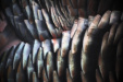 Thumbnail img_0201.jpg 