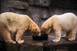 Thumbnail img_0214.jpg 