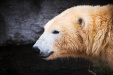Thumbnail img_0219.jpg 