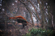 Thumbnail img_0222.jpg 