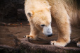 Thumbnail img_0223.jpg 