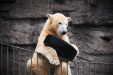 Thumbnail img_0225.jpg 