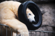 Thumbnail img_0233.jpg 
