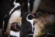 Thumbnail img_0246.jpg 