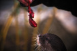 Thumbnail img_0261.jpg 