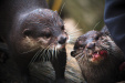 Thumbnail img_0264.jpg 