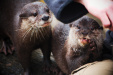 Thumbnail img_0268.jpg 