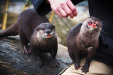 Thumbnail img_0282.jpg 